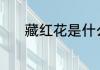 藏红花是什么东西 藏红花介绍