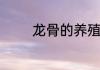 龙骨的养殖方法和注意事项