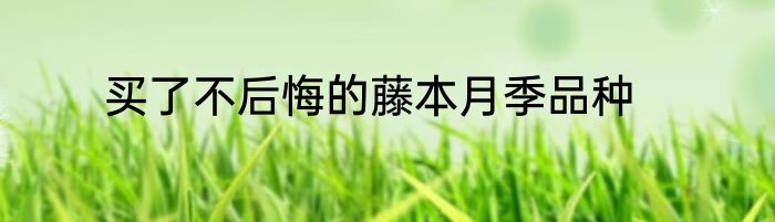 买了不后悔的藤本月季品种