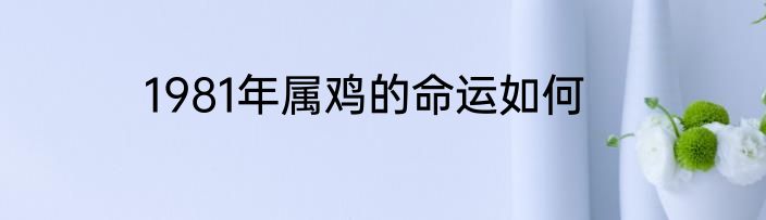 1981年属鸡的命运如何