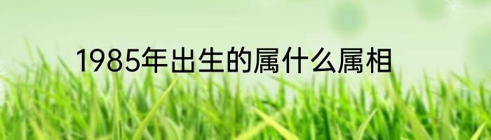 1985年出生的属什么属相
