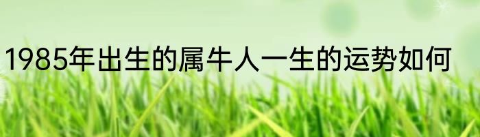 1985年出生的属牛人一生的运势如何