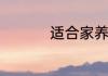 适合家养的短毛小型犬