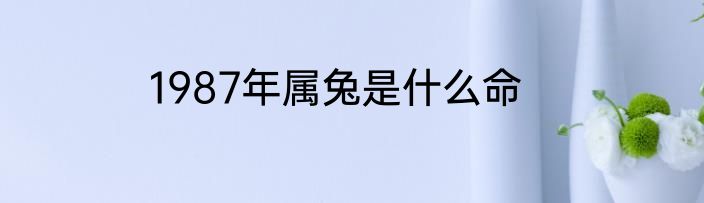 1987年属兔是什么命