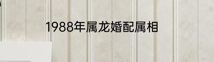 1988年属龙婚配属相