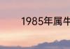 1985年属牛人的命运是怎样