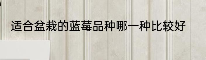 适合盆栽的蓝莓品种哪一种比较好