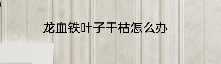 龙血铁叶子干枯怎么办