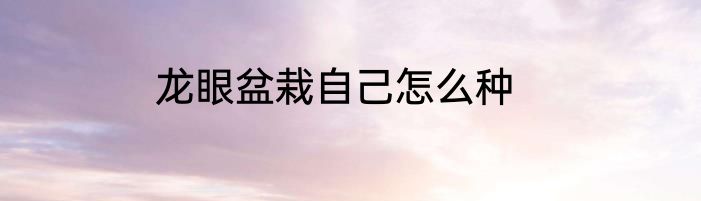 龙眼盆栽自己怎么种