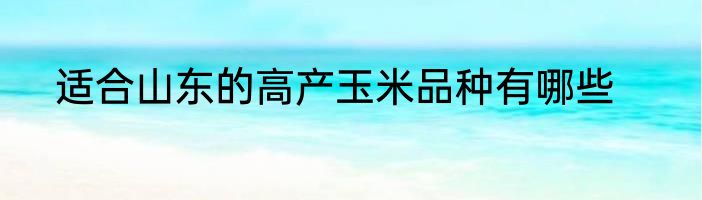 适合山东的高产玉米品种有哪些