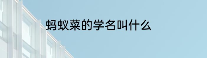 蚂蚁菜的学名叫什么