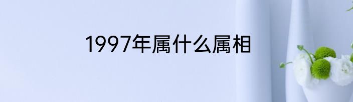 1997年属什么属相