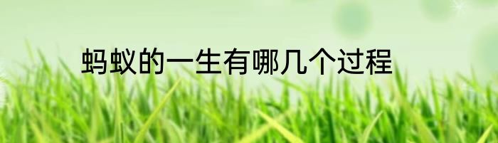 蚂蚁的一生有哪几个过程