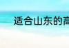 适合山东的高产玉米品种有哪些