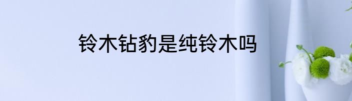 铃木钻豹是纯铃木吗