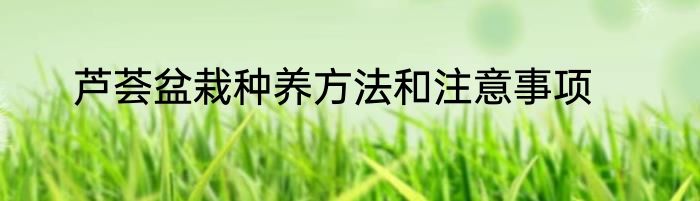 芦荟盆栽种养方法和注意事项