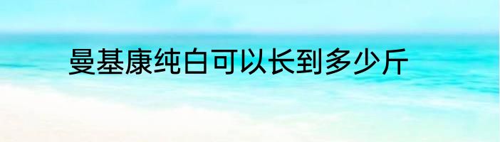 曼基康纯白可以长到多少斤