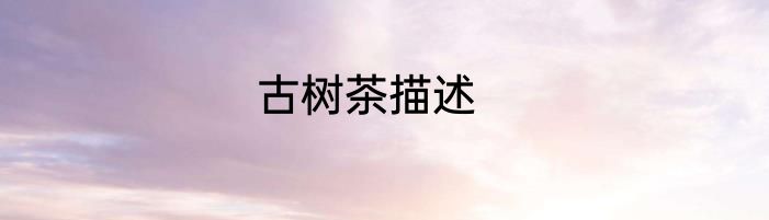 古树茶描述