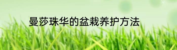 曼莎珠华的盆栽养护方法