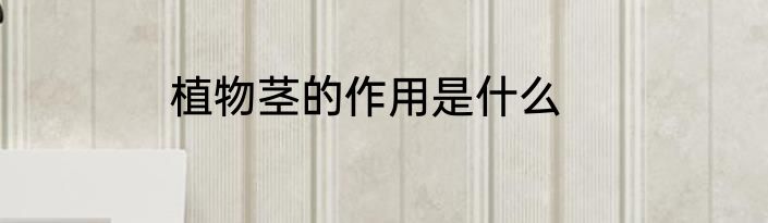 植物茎的作用是什么