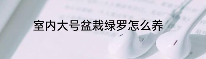 室内大号盆栽绿罗怎么养