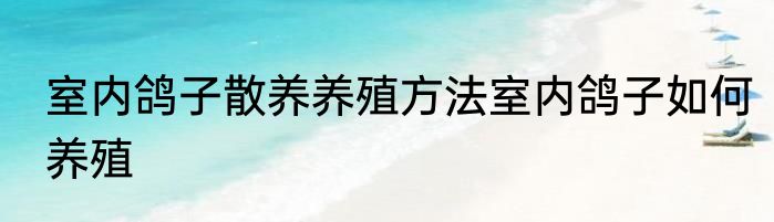 室内鸽子散养养殖方法室内鸽子如何养殖