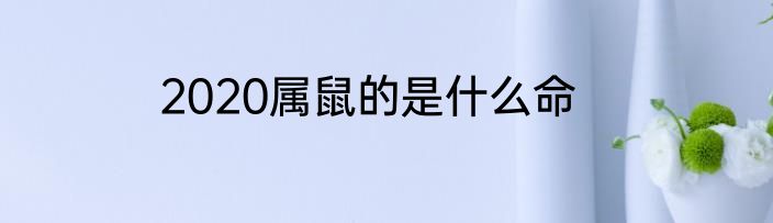 2020属鼠的是什么命