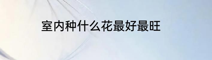 室内种什么花最好最旺