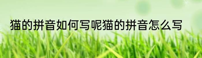 猫的拼音如何写呢猫的拼音怎么写