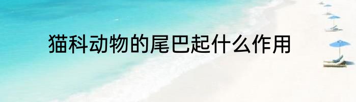猫科动物的尾巴起什么作用