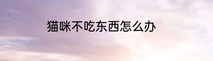 猫咪不吃东西怎么办