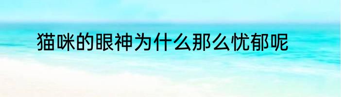 猫咪的眼神为什么那么忧郁呢