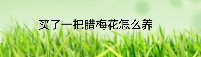买了一把腊梅花怎么养