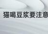 猫喝豆浆要注意什么猫可以喝豆浆吗