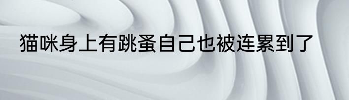 猫咪身上有跳蚤自己也被连累到了