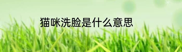 猫咪洗脸是什么意思