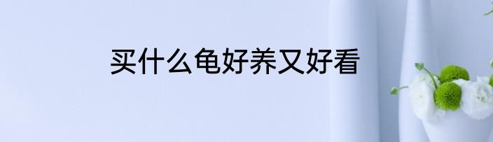 买什么龟好养又好看