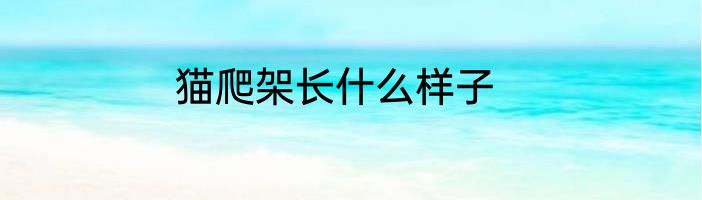 猫爬架长什么样子