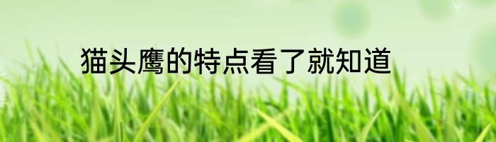 猫头鹰的特点看了就知道