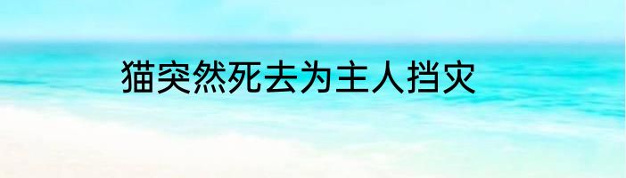 猫突然死去为主人挡灾