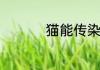 猫能传染人有哪些疾病