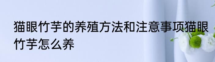 猫眼竹芋的养殖方法和注意事项猫眼竹芋怎么养