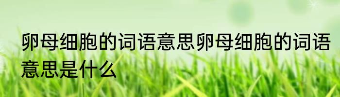 卵母细胞的词语意思卵母细胞的词语意思是什么