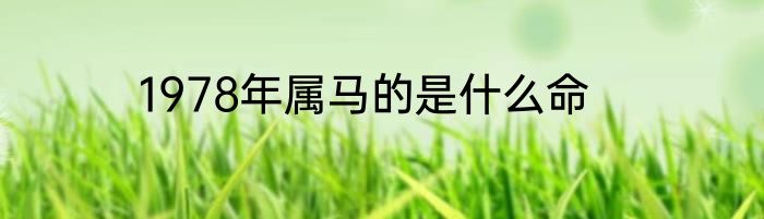 1978年属马的是什么命