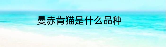 曼赤肯猫是什么品种