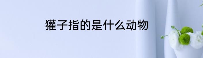 獾子指的是什么动物