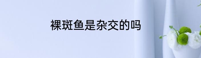 裸斑鱼是杂交的吗