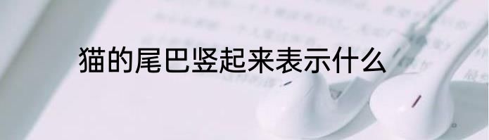 猫的尾巴竖起来表示什么