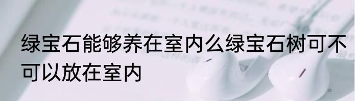 绿宝石能够养在室内么绿宝石树可不可以放在室内