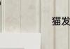 猫发情叫几天